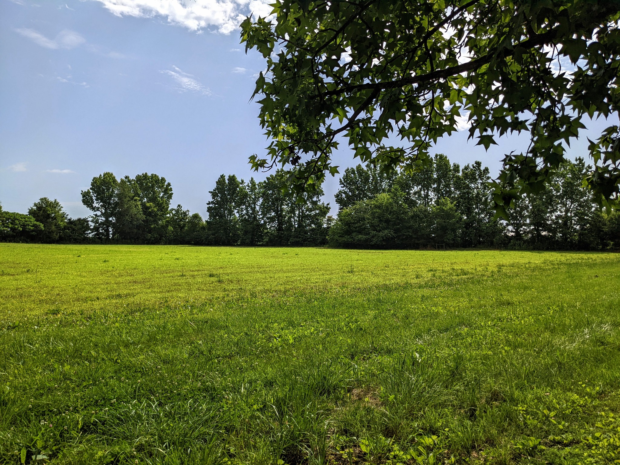 1843 Sainville Road Manchester, TN 37355 - Photo 16 of 32 a view of a garden with large trees