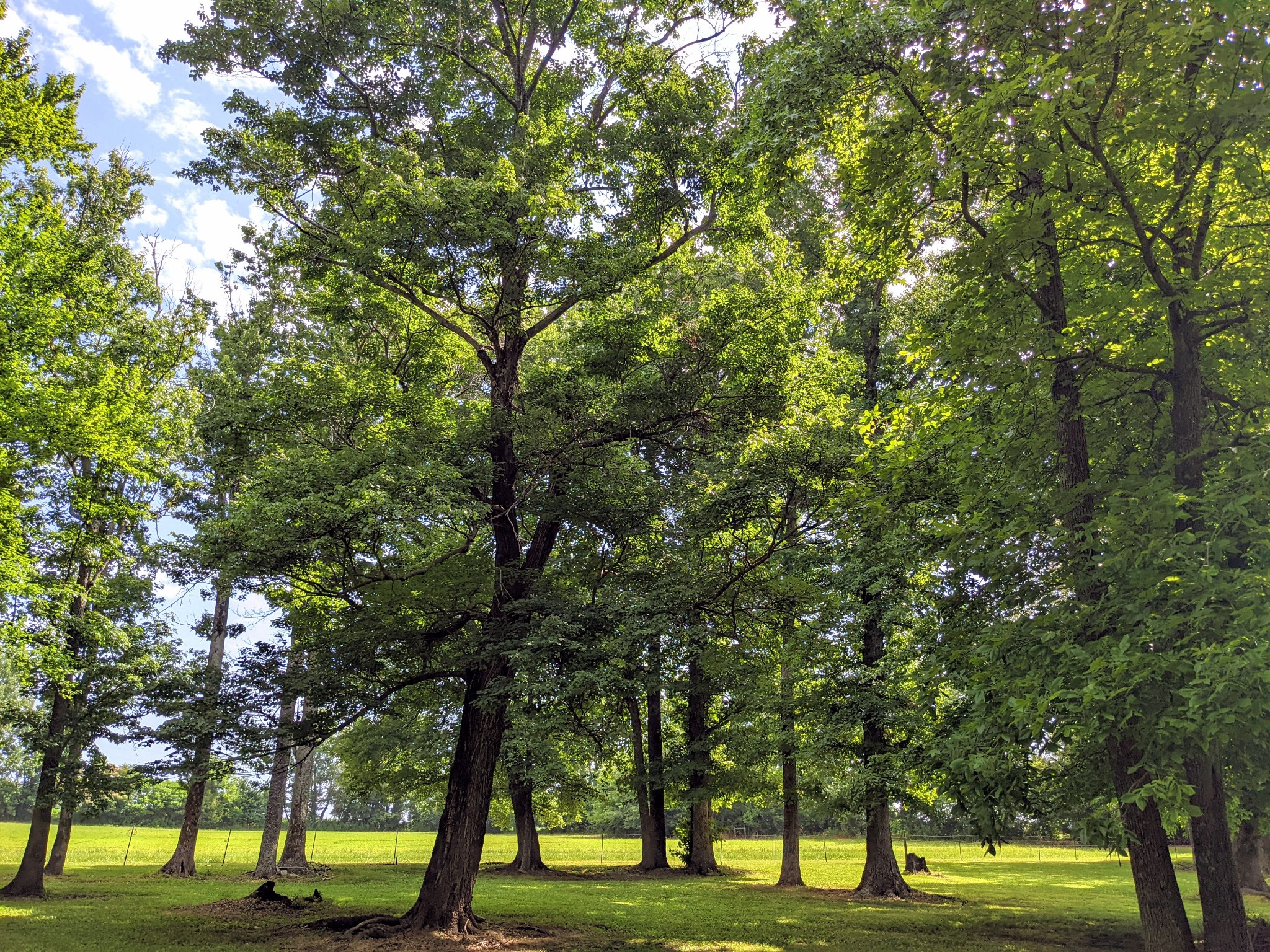 1843 Sainville Road Manchester, TN 37355 - Photo 21 of 32 a view of an trees with a big yard