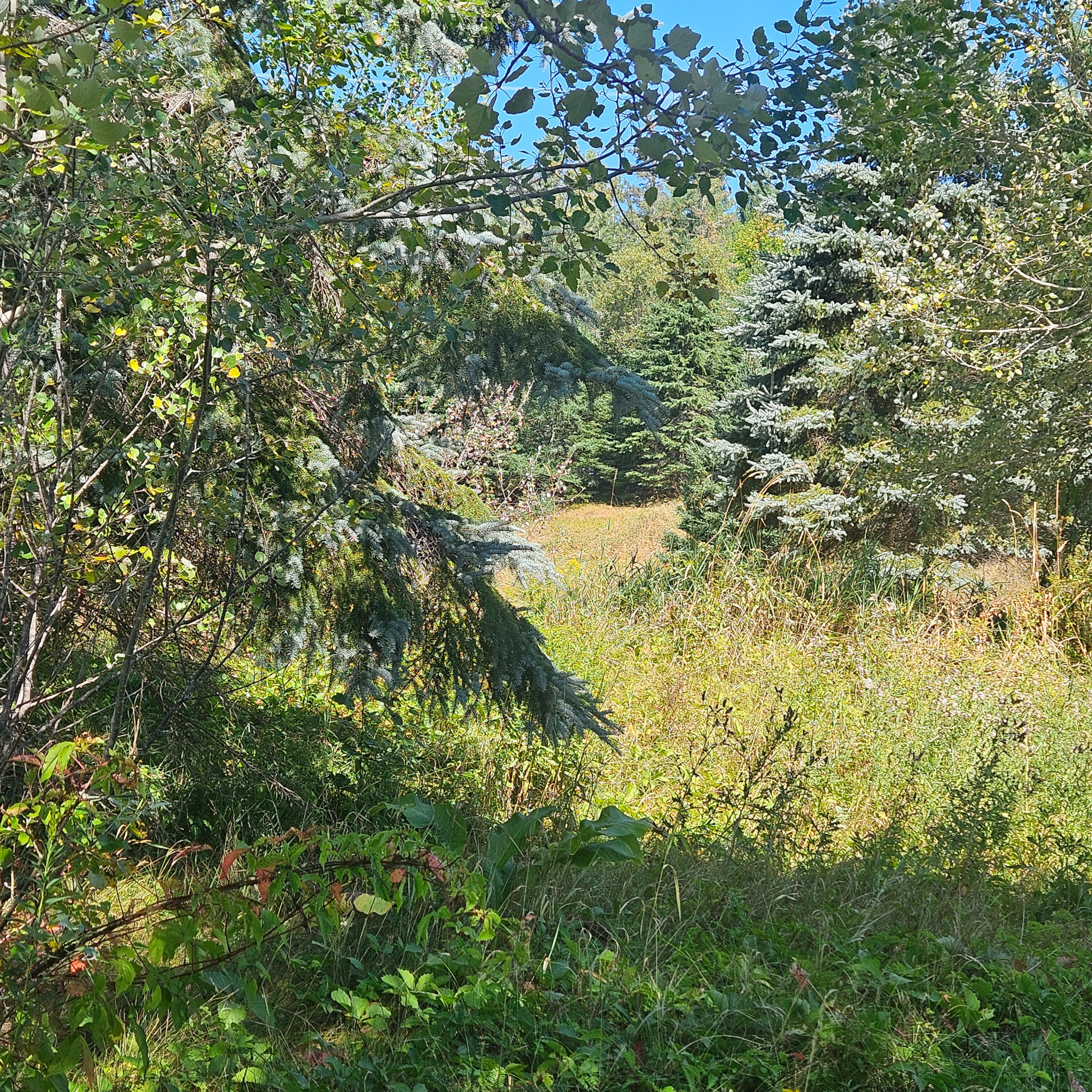796 Main Street Springfield, ME 04487 - Photo 20 of 23 19