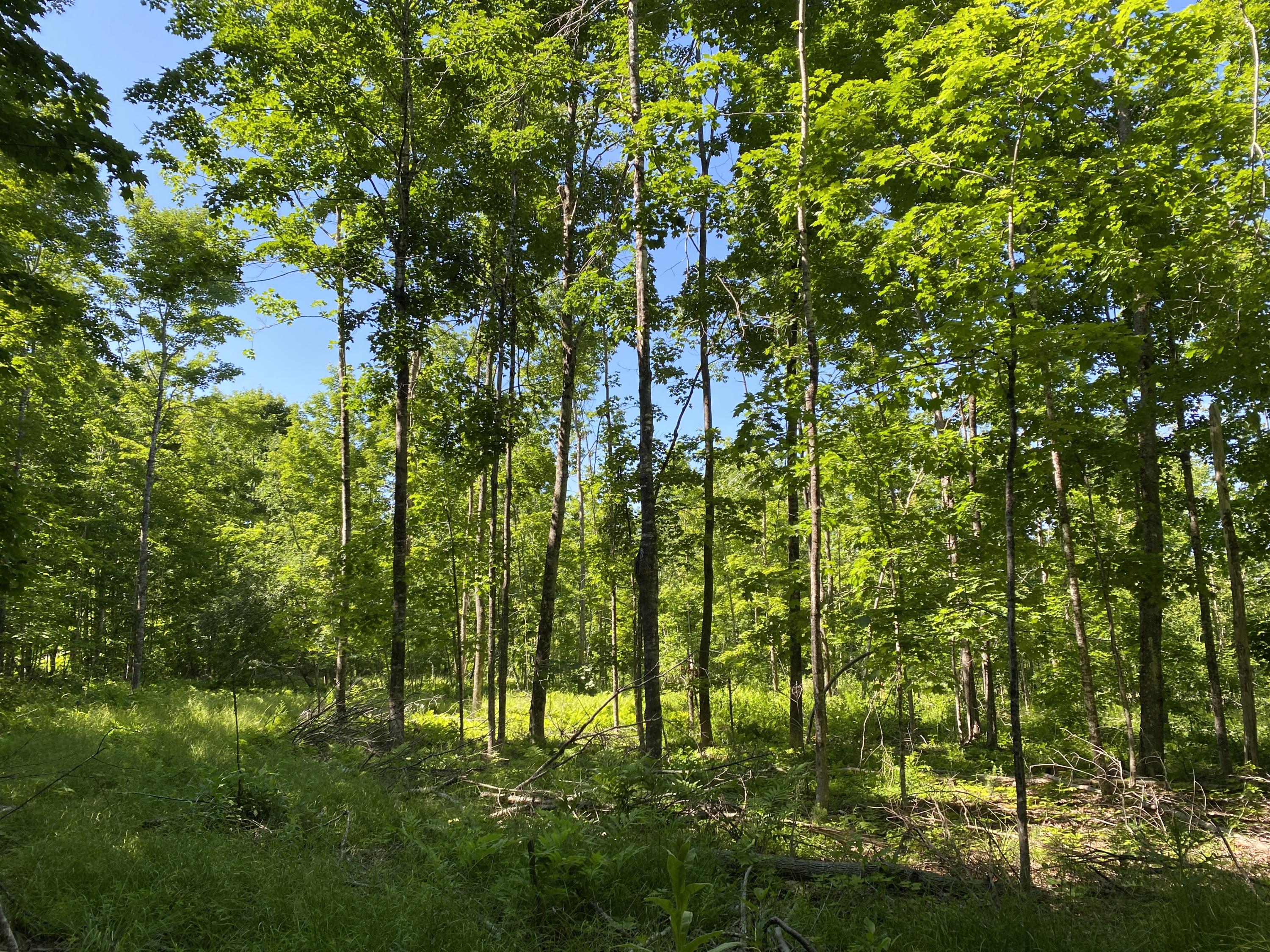 Lot #5 Messer Road Moscow, ME 04920 - Photo 3 of 11 IMG_1435