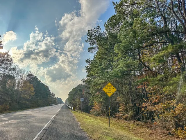 a view of a tree with a yard