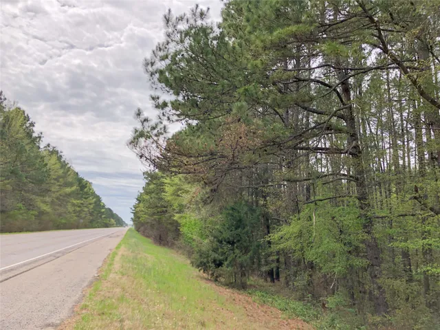 a view of a yard with plants and large trees
