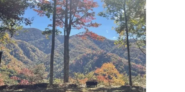 a view of a tree in a yard