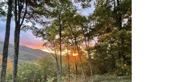 a view of a yard from a tree