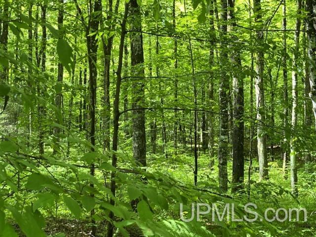 40-acres New DNR Road Crystal Falls, MI 49920 - Photo 24 of 46