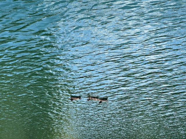 Lot 71 Edgewater Point Salem, SC 29676 - Photo 14 of 20