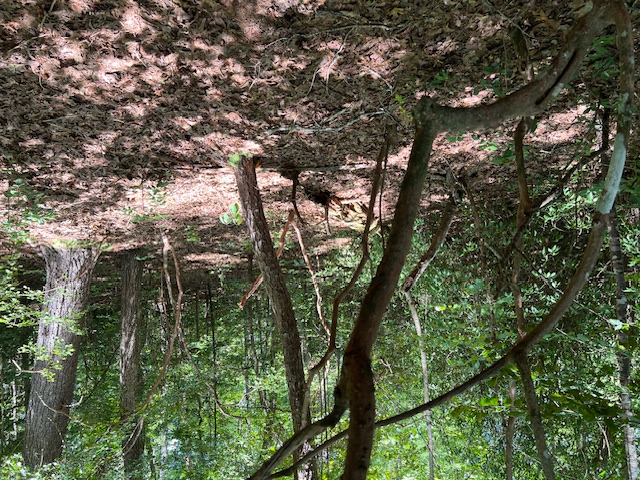 Lot 71 Edgewater Point Salem, SC 29676 - Photo 7 of 20