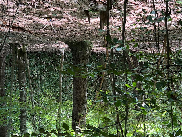 Lot 71 Edgewater Point Salem, SC 29676 - Photo 10 of 20