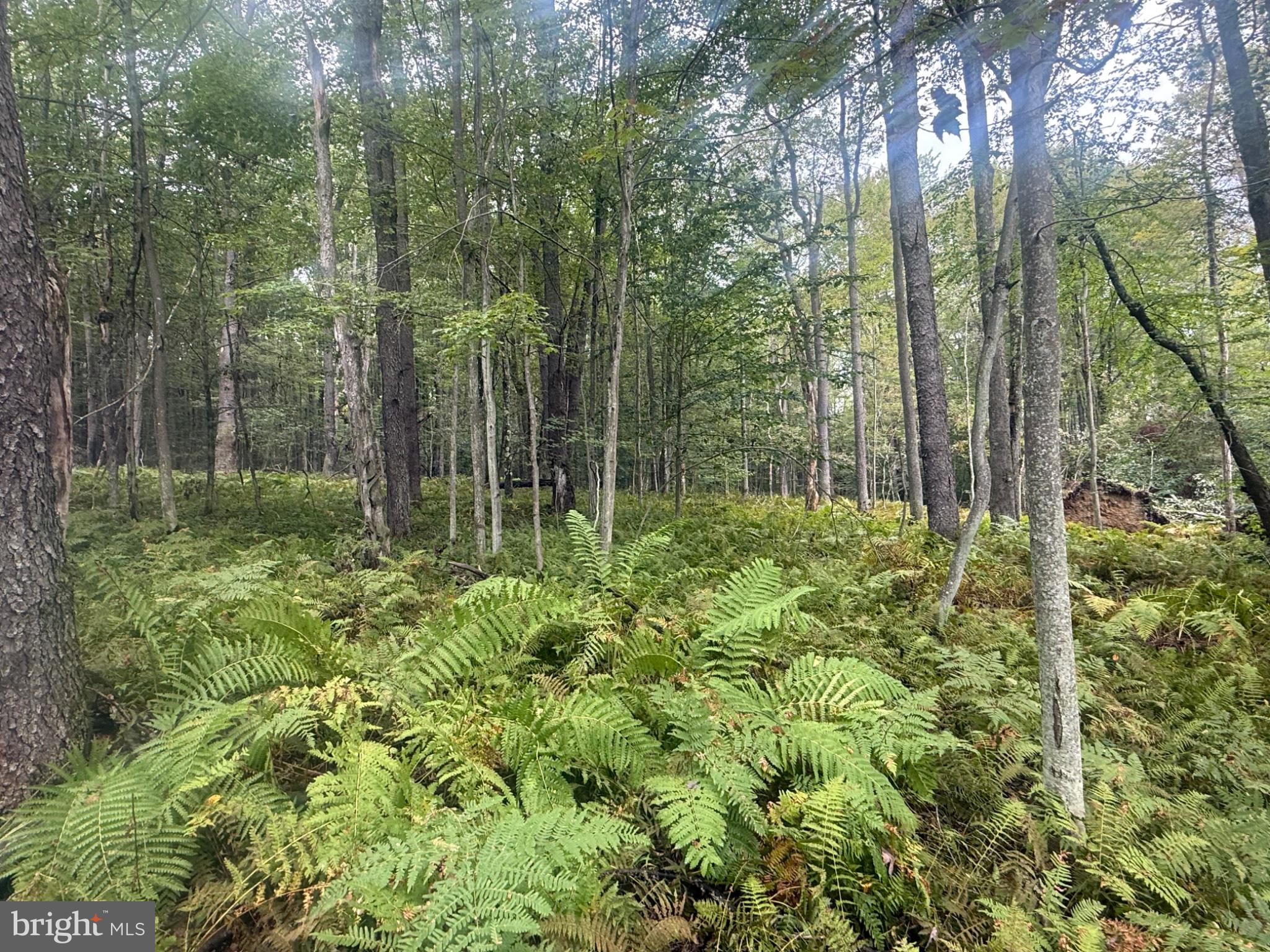 0 Mt Alton Road Limestone, NY 14753 - Photo 15 of 28 Gallery Image 15