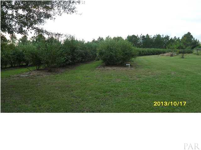 31773 Narrow Road Seminole, AL 36574 - Photo 24 of 25 VIEW OF 2 ACRE OF BLUEBERRY FIELDS WITH IRRIGATION