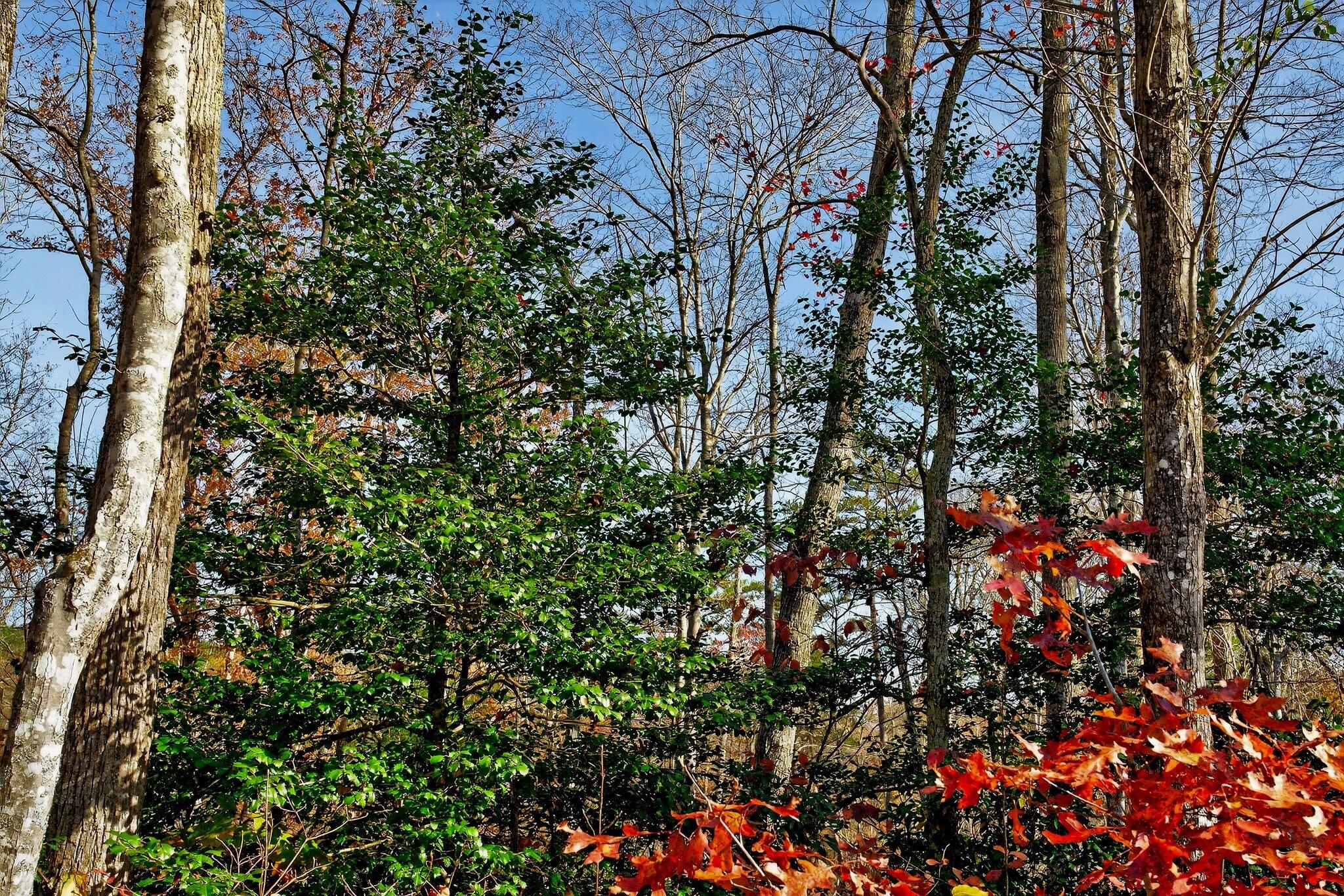 0 Meadow Lark Road Dunlap, TN 37327 - Photo 11 of 71 55