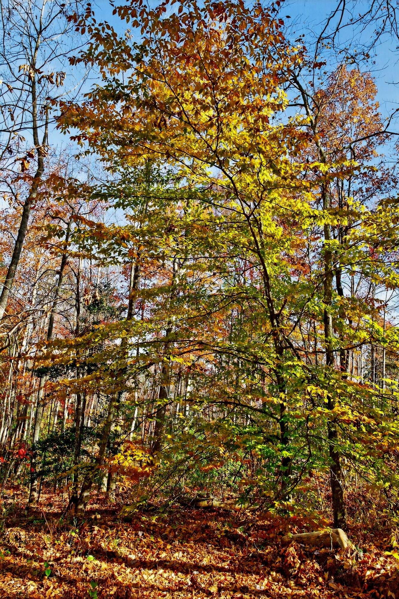 0 Meadow Lark Road Dunlap, TN 37327 - Photo 42 of 71 32