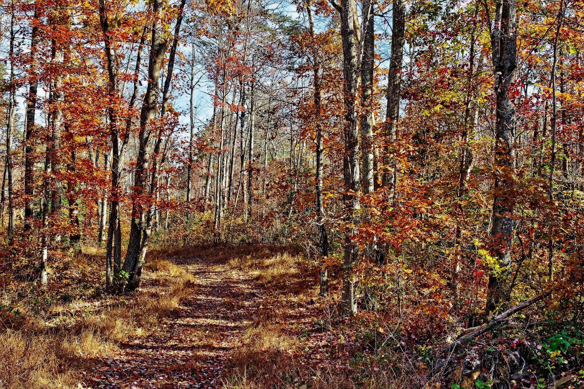 0 Meadow Lark Road Dunlap, TN 37327 - Photo 45 of 71 35