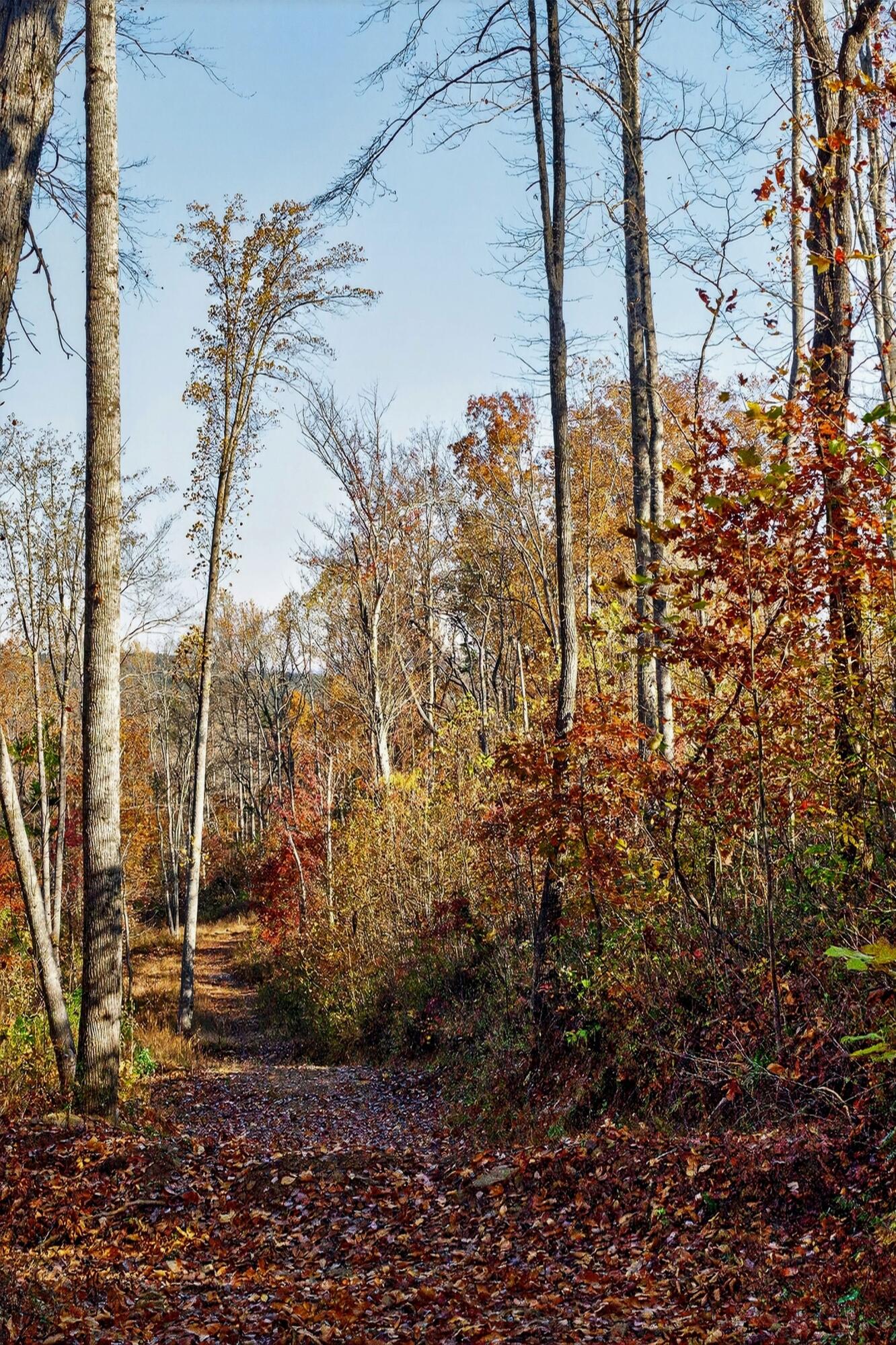 0 Meadow Lark Road Dunlap, TN 37327 - Photo 48 of 71 38