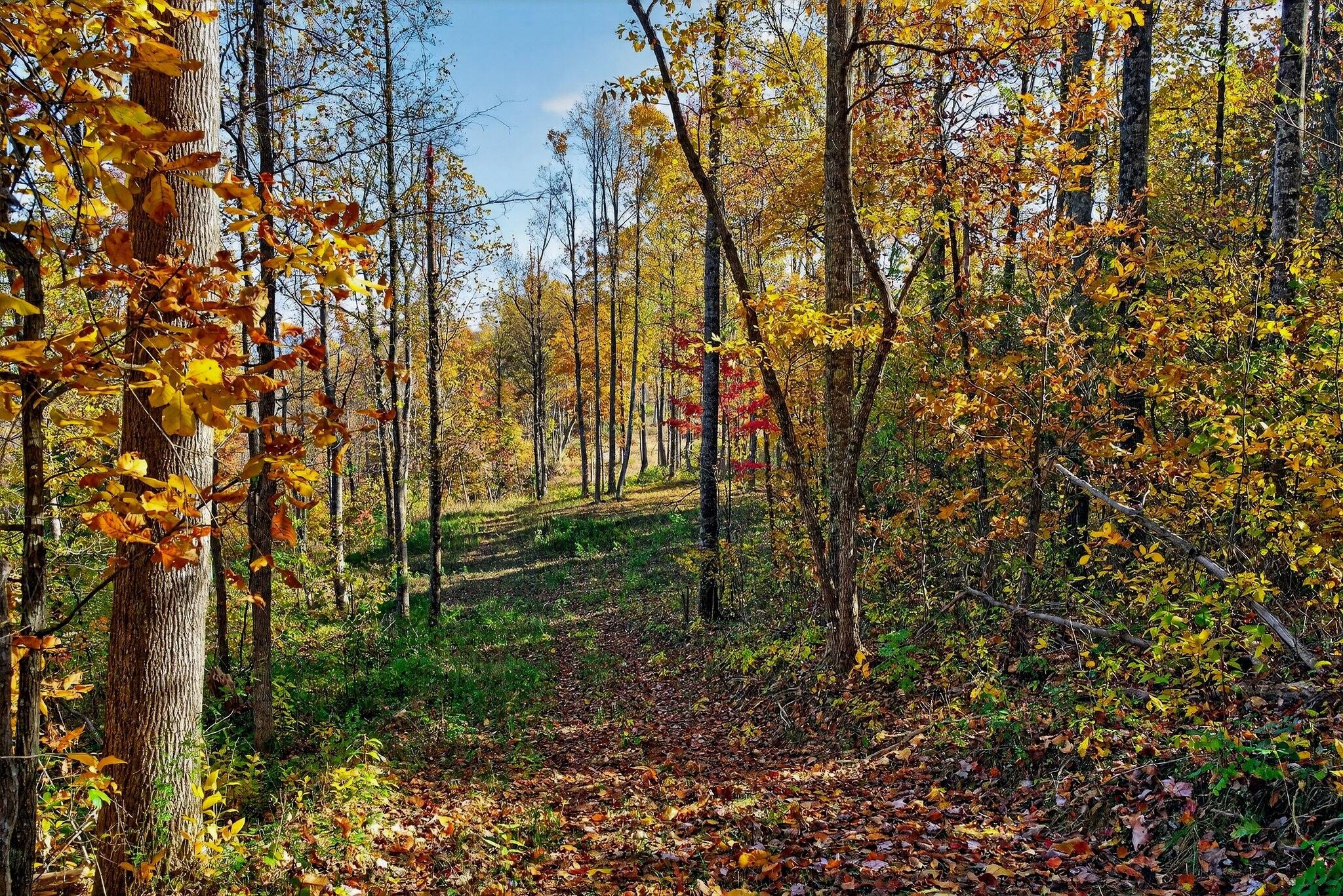 0 Meadow Lark Road Dunlap, TN 37327 - Photo 49 of 71 39