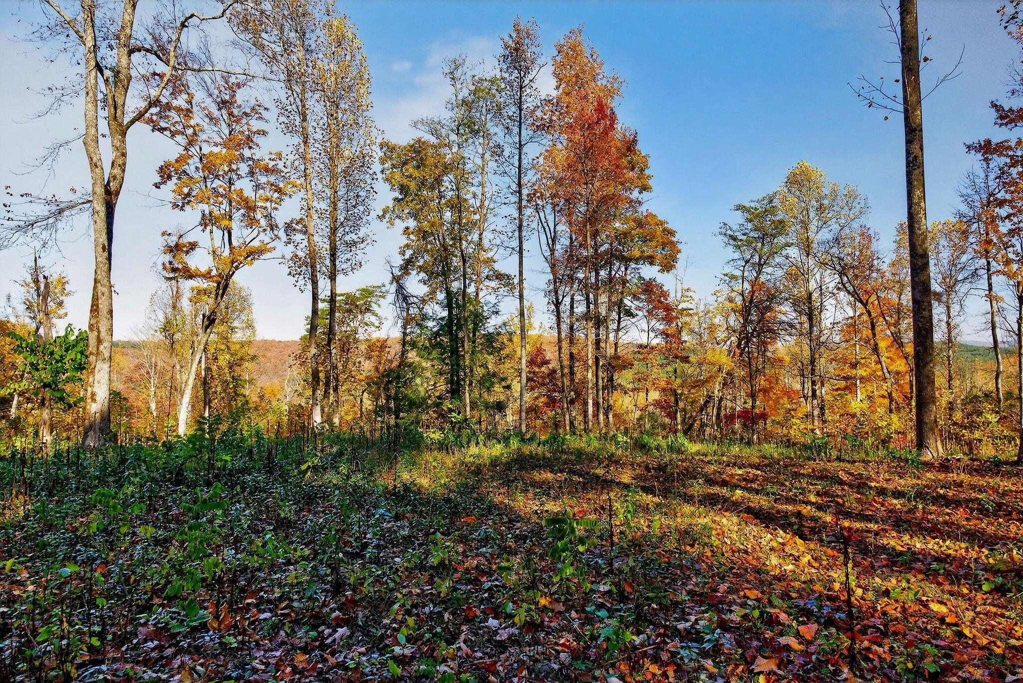 0 Meadow Lark Road Dunlap, TN 37327 - Photo 51 of 71 41