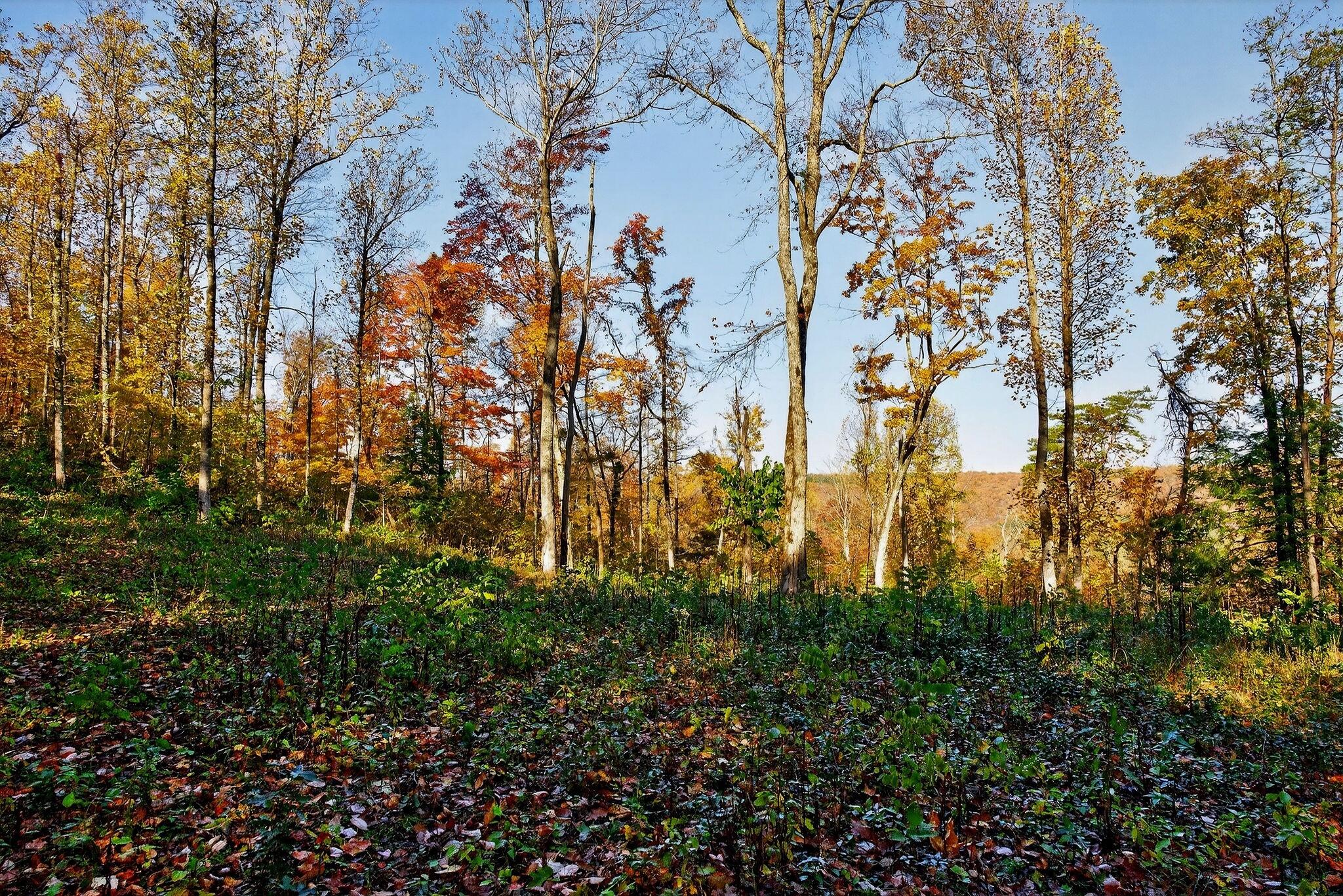 0 Meadow Lark Road Dunlap, TN 37327 - Photo 52 of 71 42
