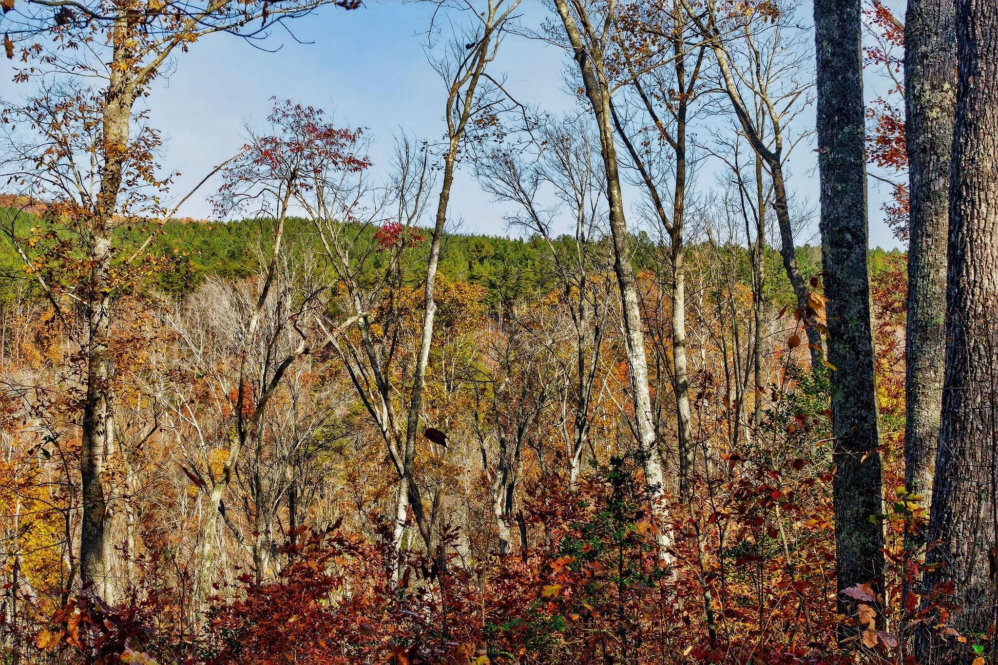 0 Meadow Lark Road Dunlap, TN 37327 - Photo 54 of 71 44