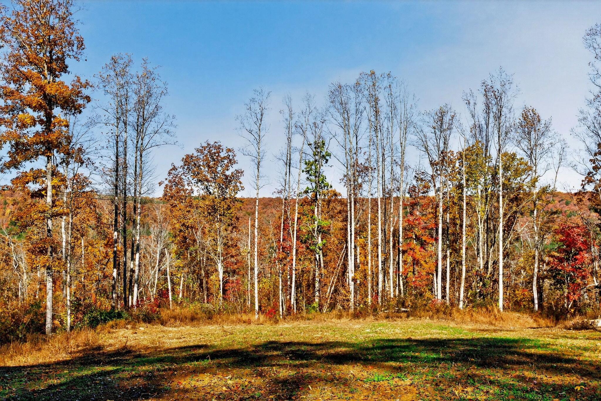 0 Meadow Lark Road Dunlap, TN 37327 - Photo 58 of 71 48