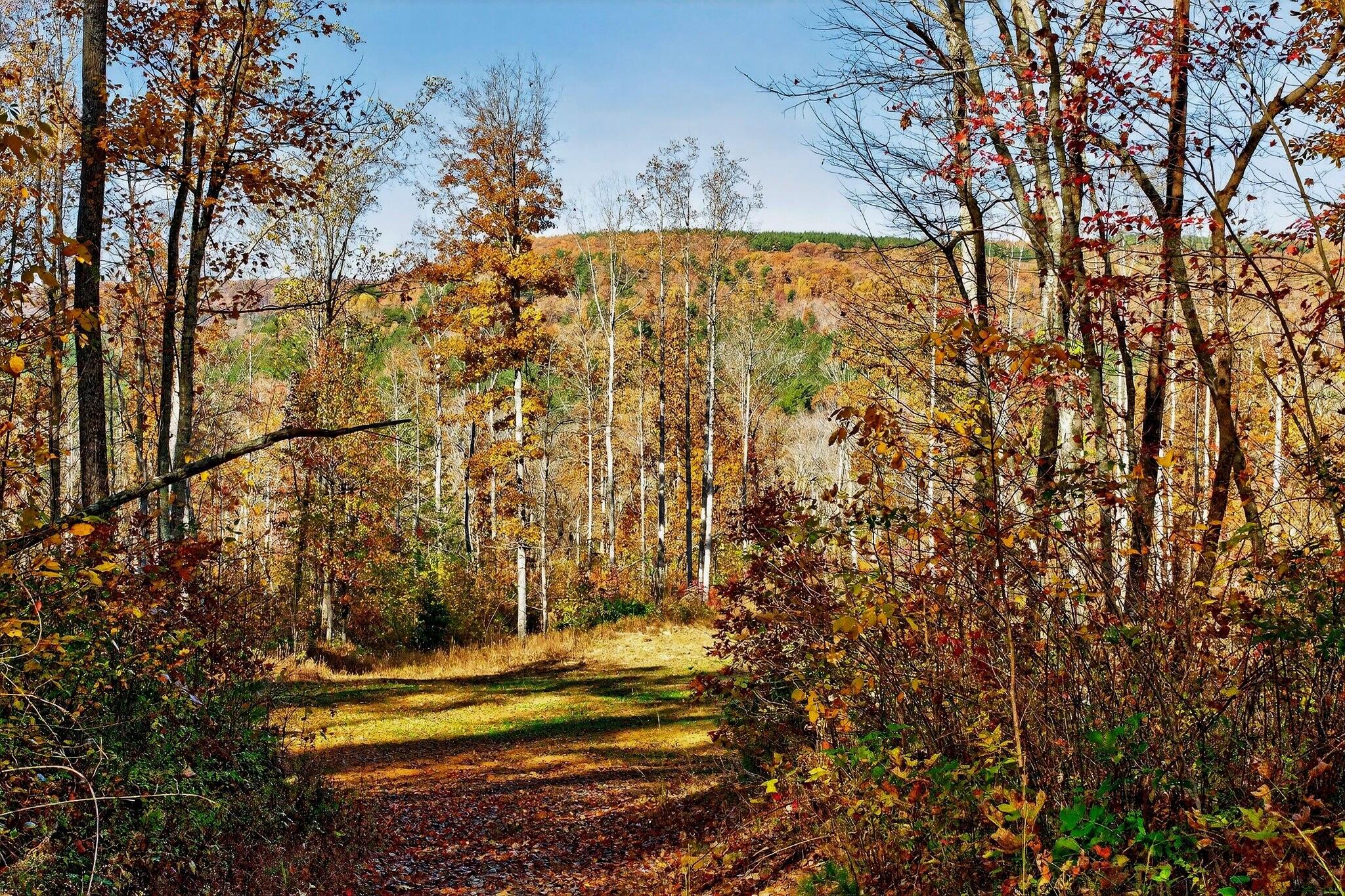 0 Meadow Lark Road Dunlap, TN 37327 - Photo 59 of 71 49