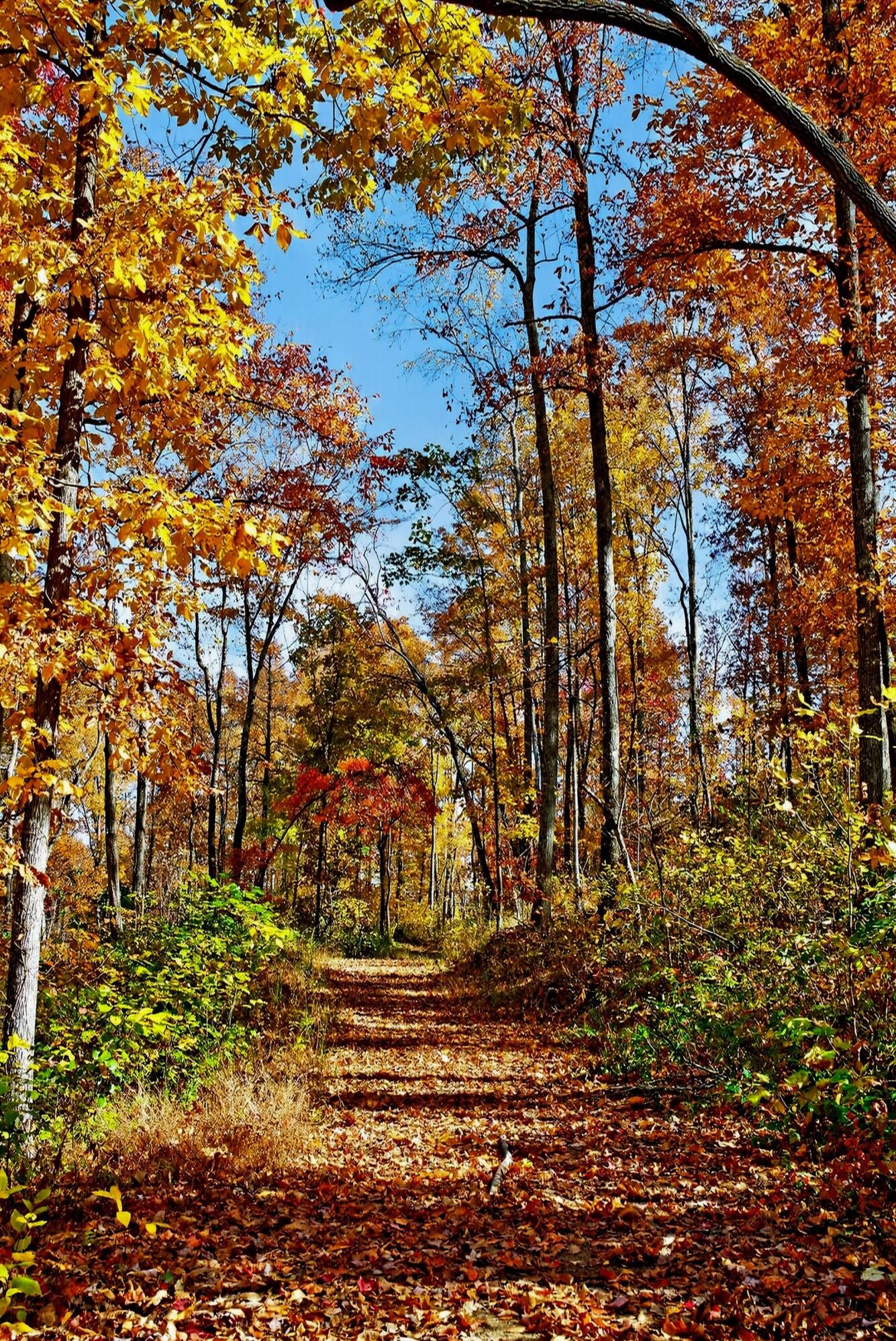 0 Meadow Lark Road Dunlap, TN 37327 - Photo 10 of 71 13