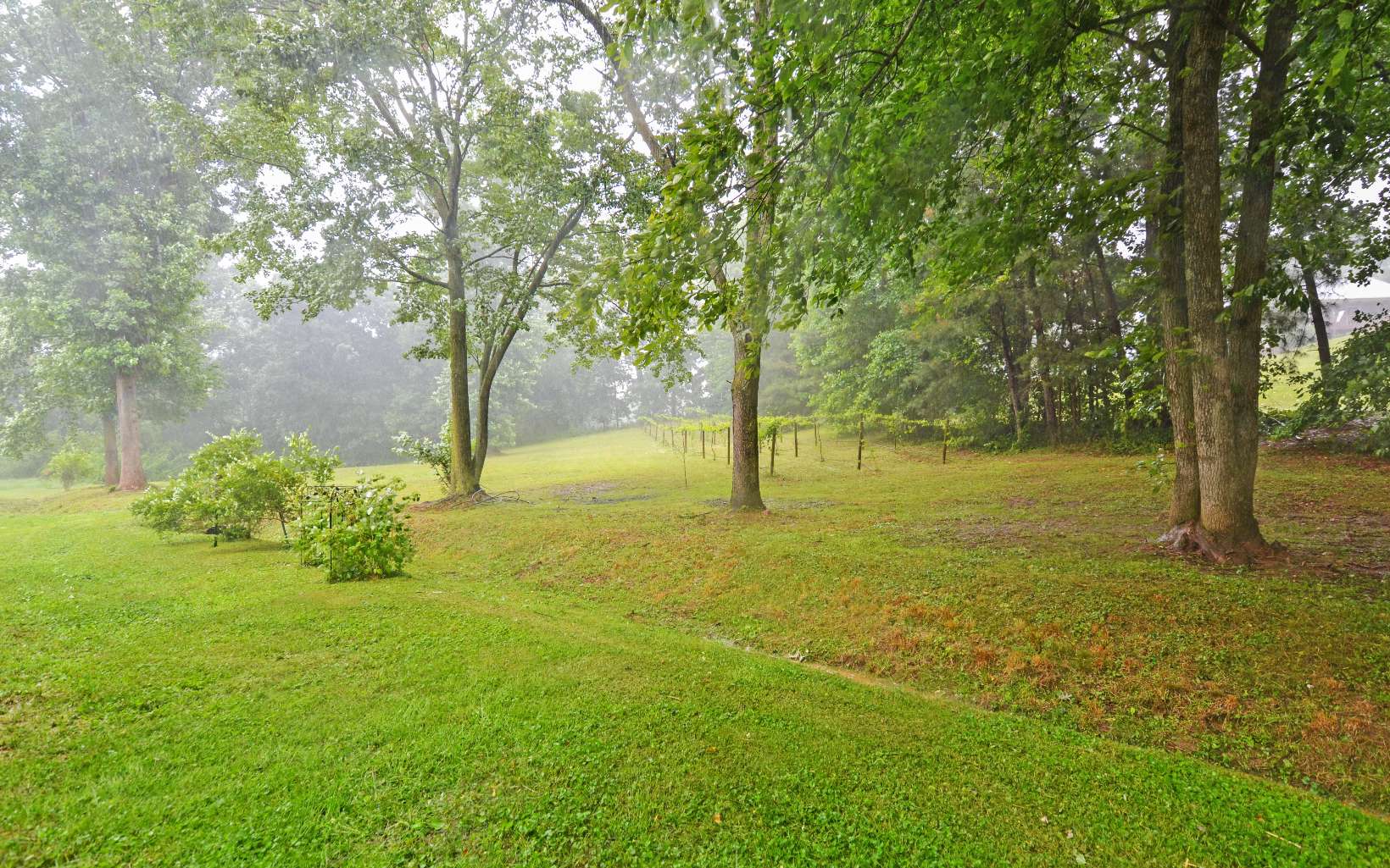 483 Parker Road Ellijay, GA 30536 - Photo 11 of 33 a view of yard with tree