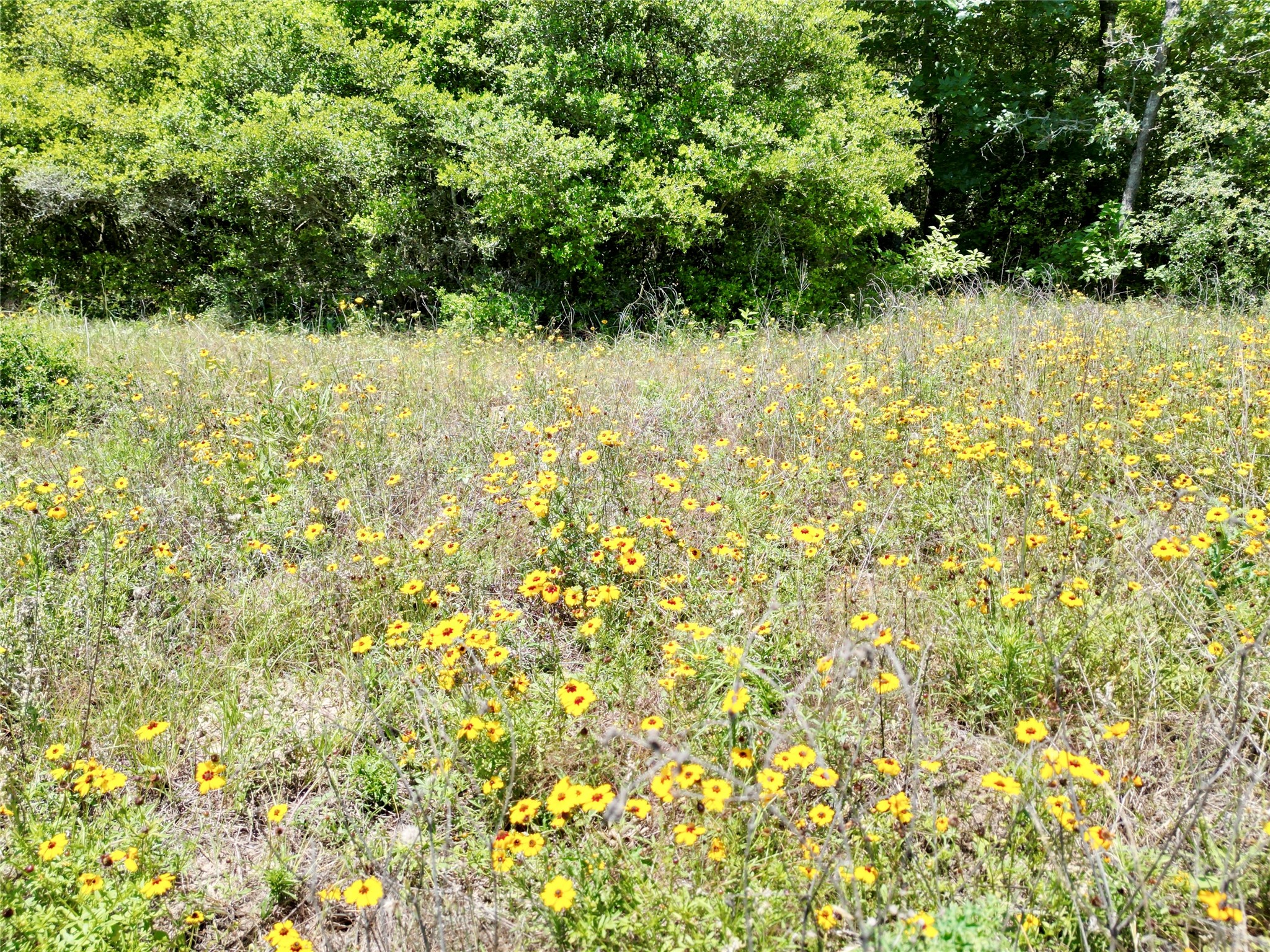 3803 Private 4100 Road Marquez, TX 77865 - Photo 5 of 11 a view of a yard