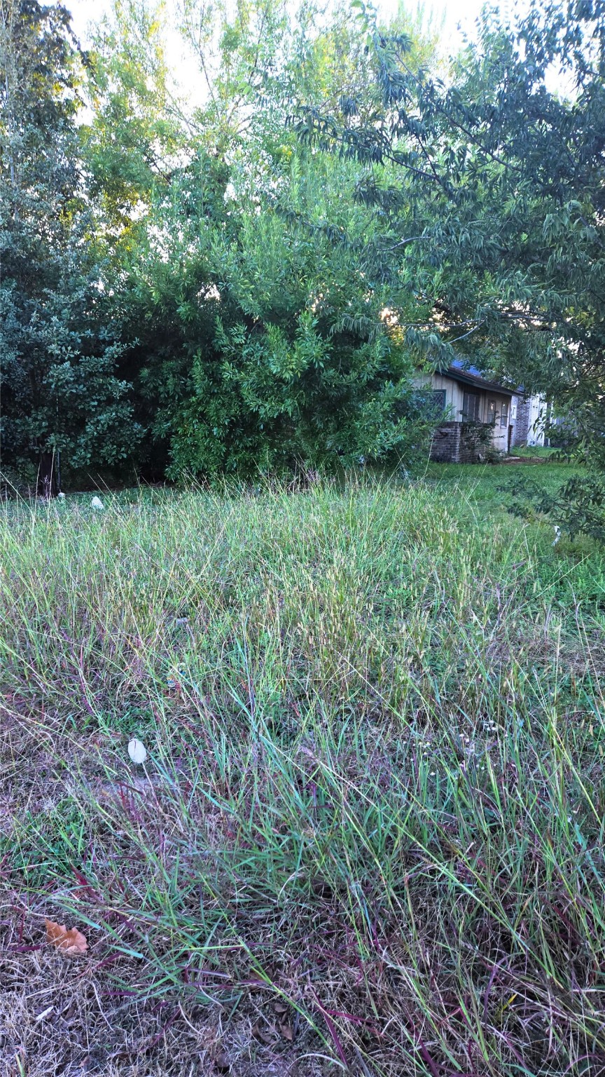 5642 Ricky Street Houston, TX 77033 - Photo 3 of 5 a view of a lush green forest with lots of trees