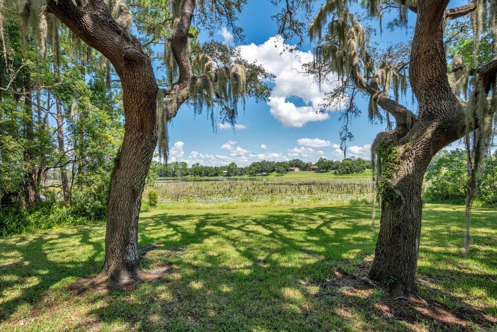2088 Golden Arm Road Deltona, FL 32738 - Photo 37 of 51 a view of a trees in a yard