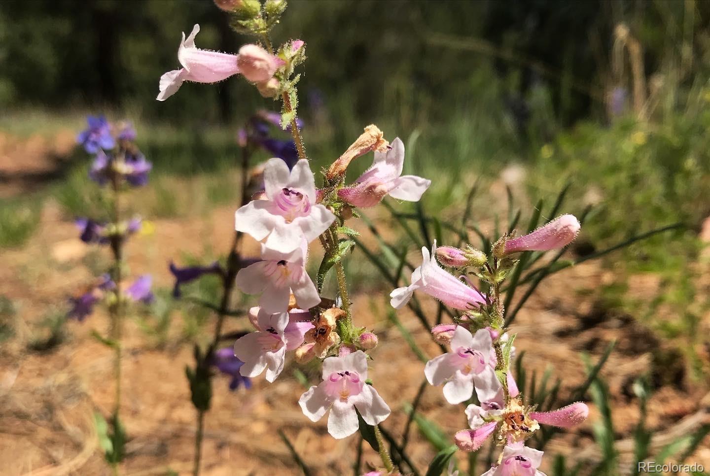 2871 Marcy Road Westcliffe, CO 81252 - Photo 19 of 25