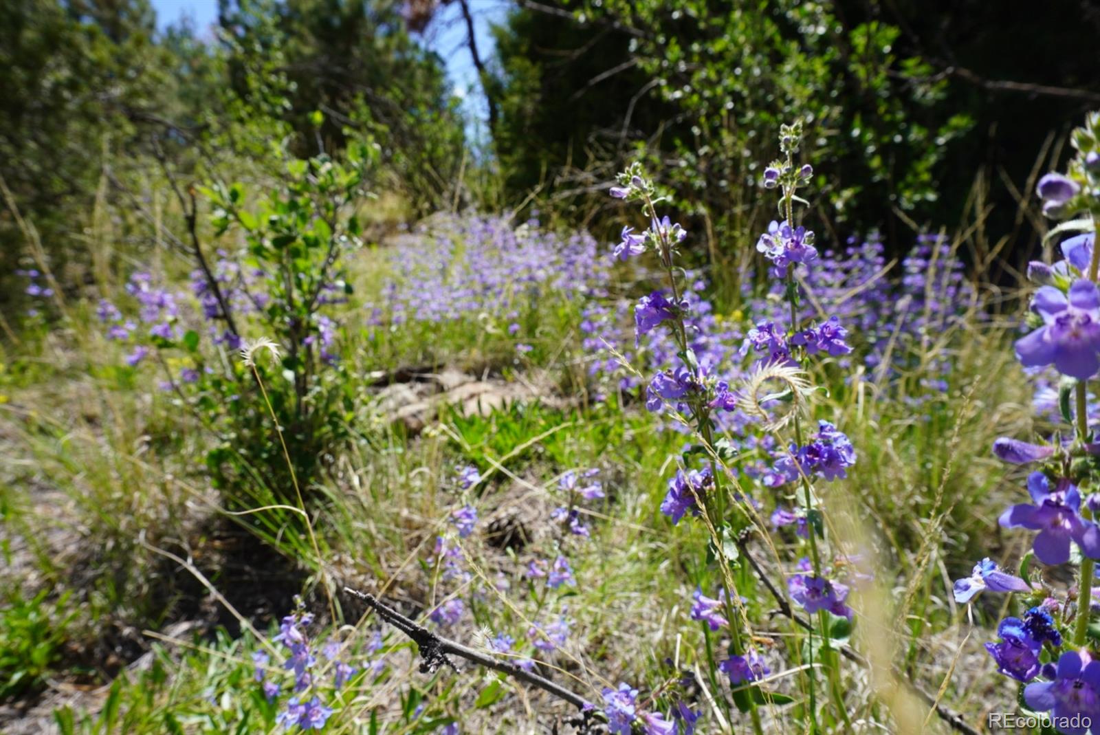2871 Marcy Road Westcliffe, CO 81252 - Photo 20 of 25