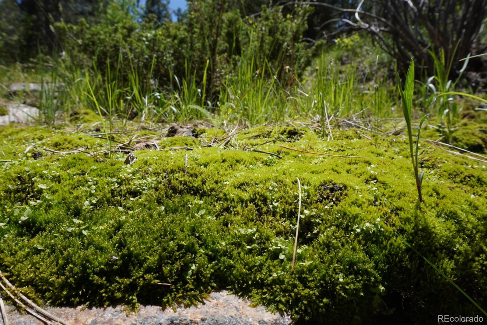 2871 Marcy Road Westcliffe, CO 81252 - Photo 24 of 25