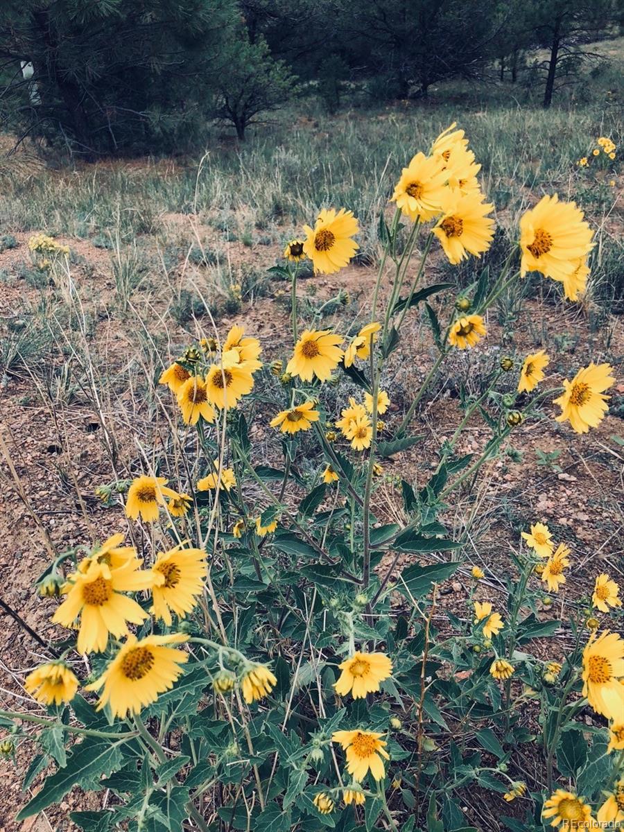 2871 Marcy Road Westcliffe, CO 81252 - Photo 25 of 25