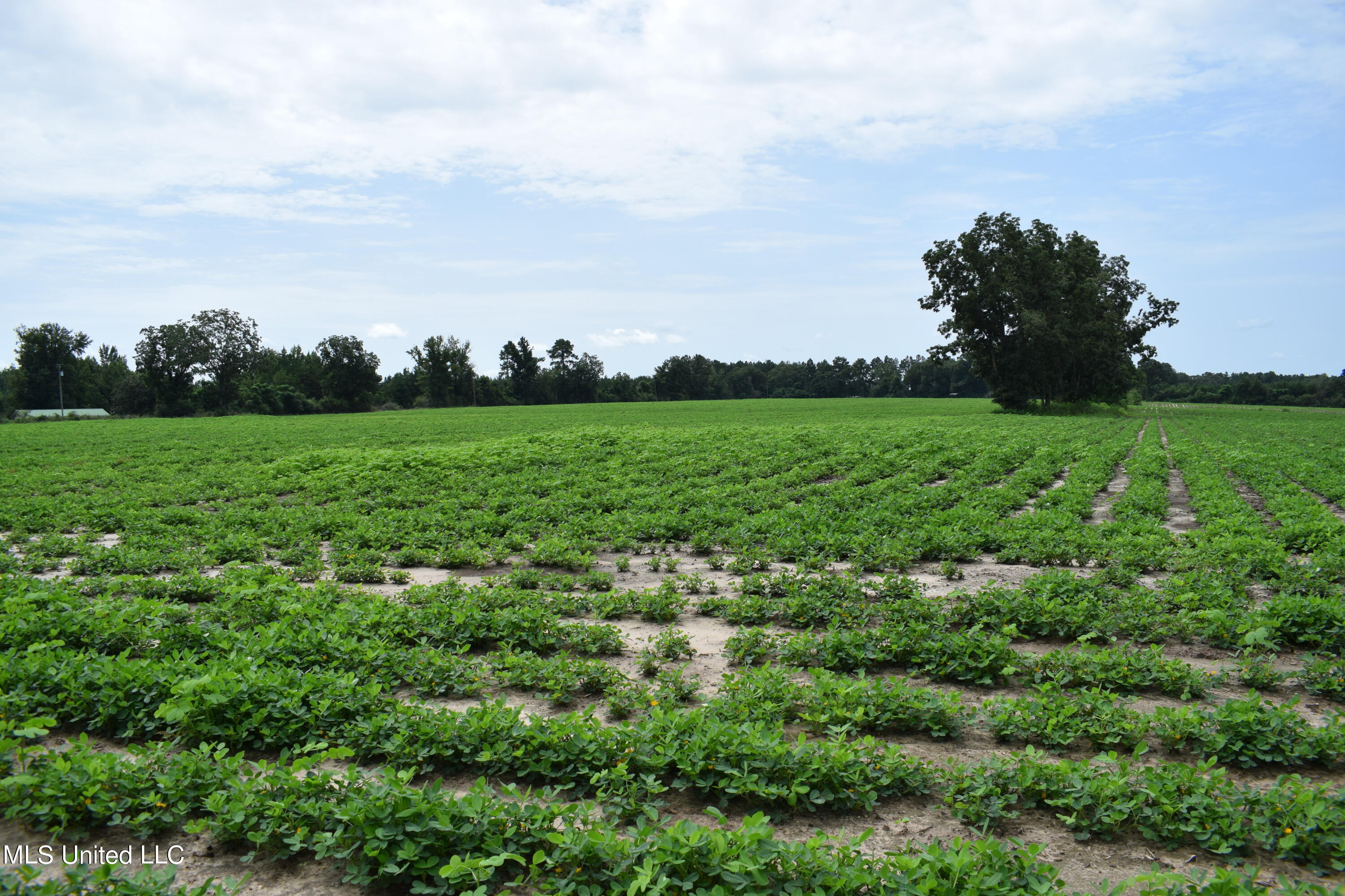 63 Highway 63 North Lucedale, MS 39452 - Photo 14 of 15 14