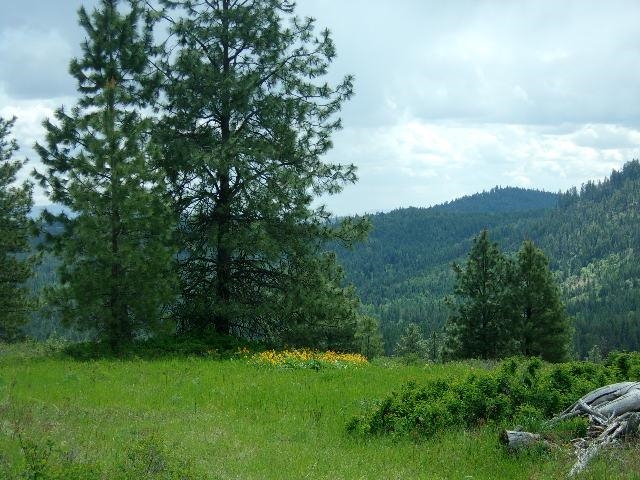 X11 X Hoag Road Valley, WA 99181 - Photo 27 of 29