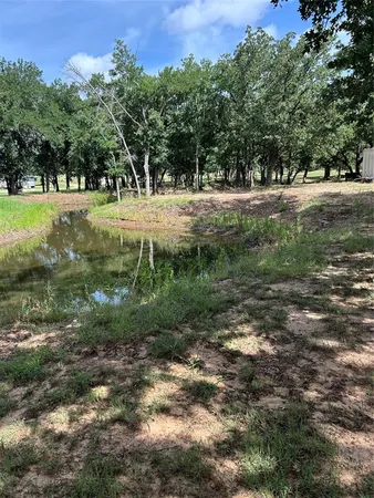 a view of a trees in a park