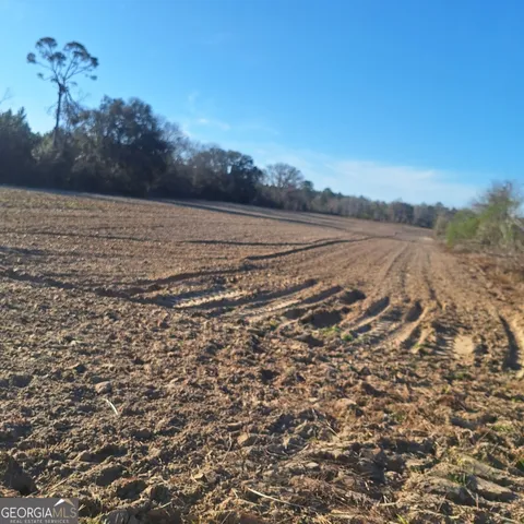 a view of a forest with a tree