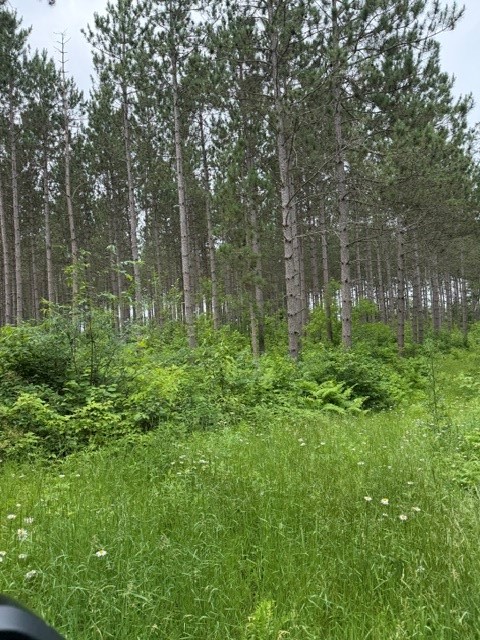 20-acres North 5th Avenue Spooner, WI 54801 - Photo 10 of 12