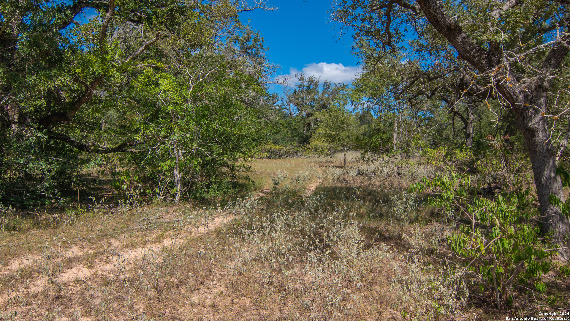 Tbd County Road 434 Seguin, TX 78155 - Photo 27 of 27 a view of a forest with trees in the background