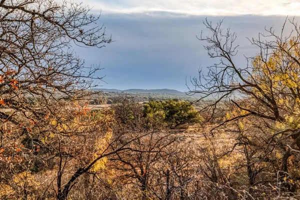 a view of a forest with a tree