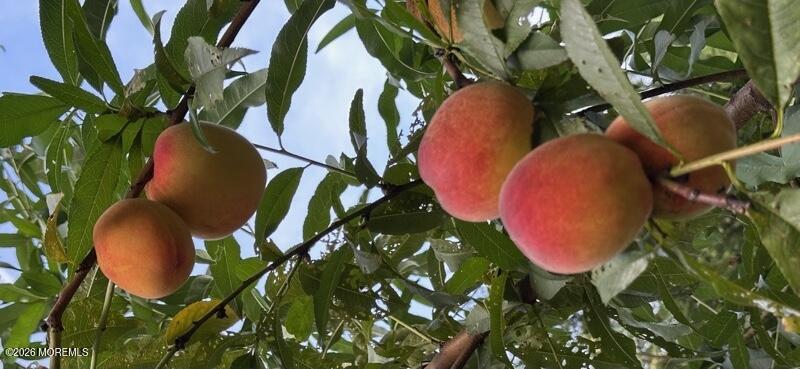 111 Valley Avenue Highlands, NJ 07732 - Photo 44 of 56 Peach tree