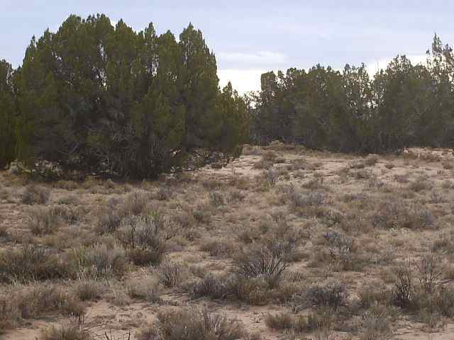 6 Witch Wells Ranch St. Johns, AZ 85936 - Photo 1 of 5