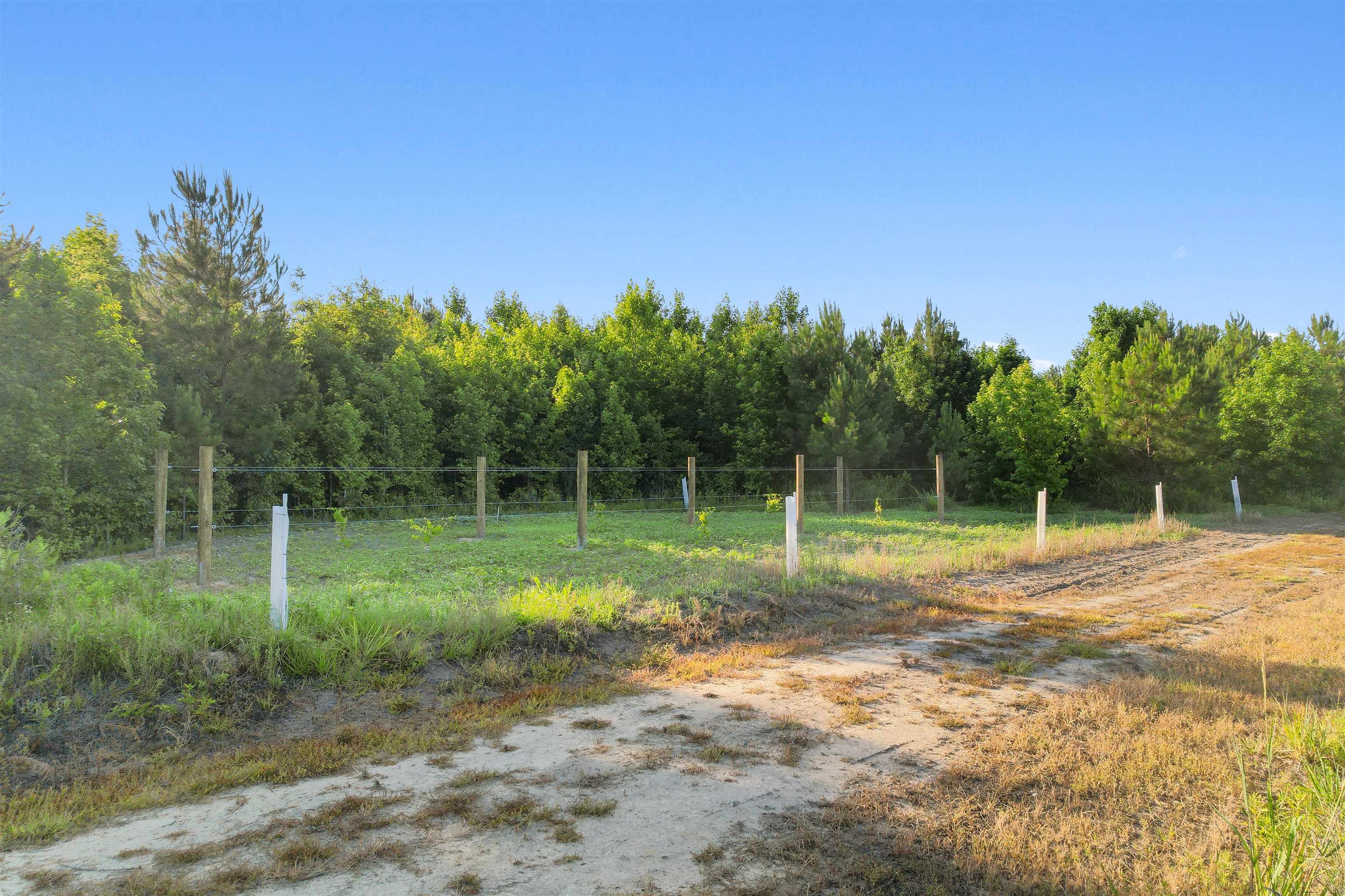 77-acres - Tbd Bert Hanna Road Hemingway, SC 29554 - Photo 23 of 28