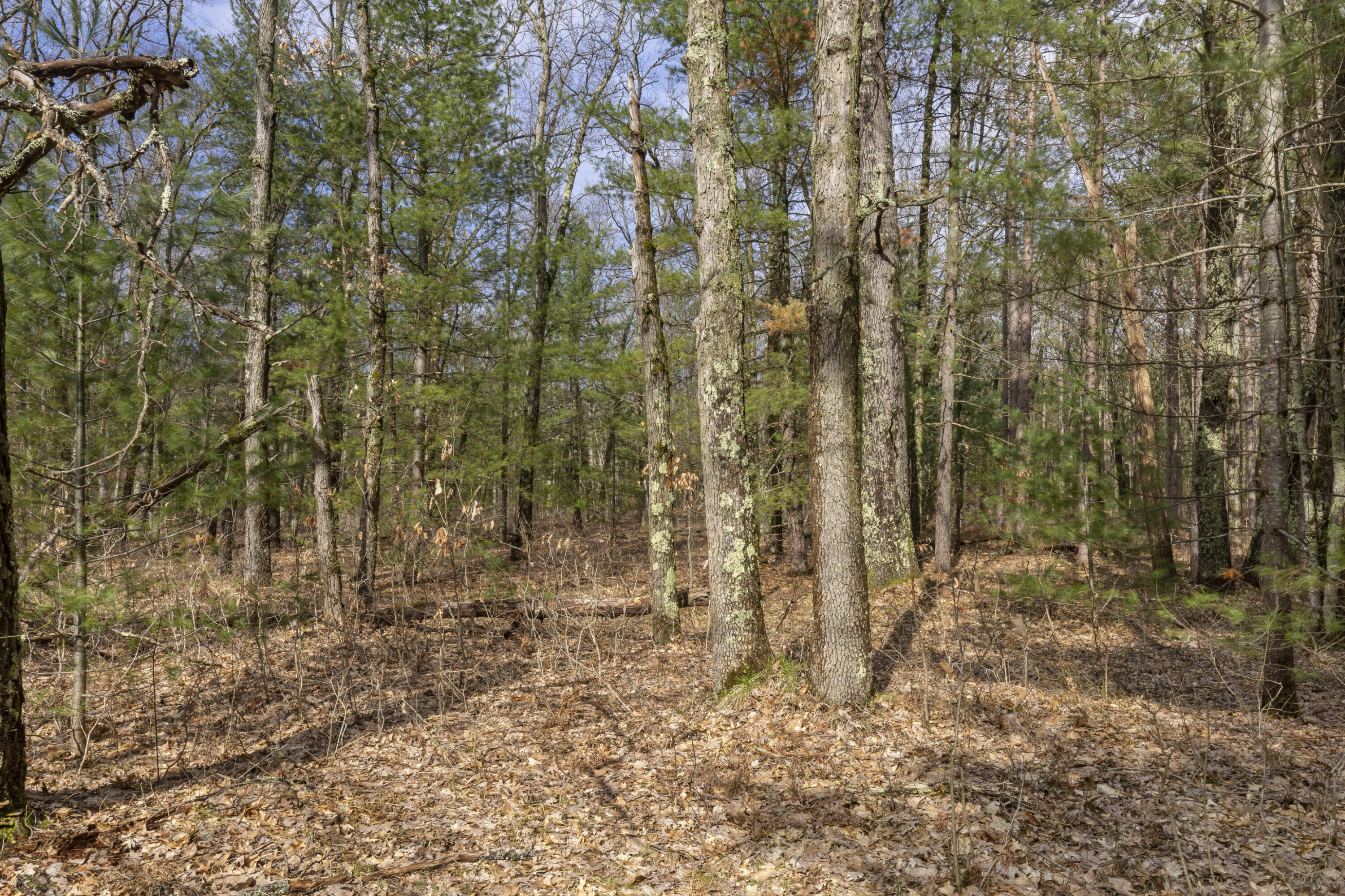 Maple Avenue Brethren, MI 49619 - Photo 8 of 11 0S5A5209