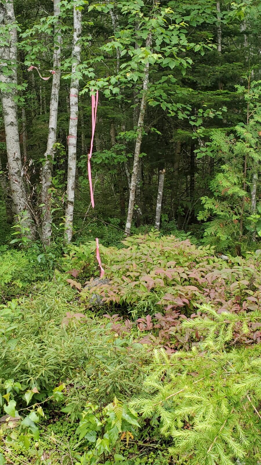Lot 6 82-06-0 Road Wesley, ME 04686 - Photo 7 of 10 20210715_114629