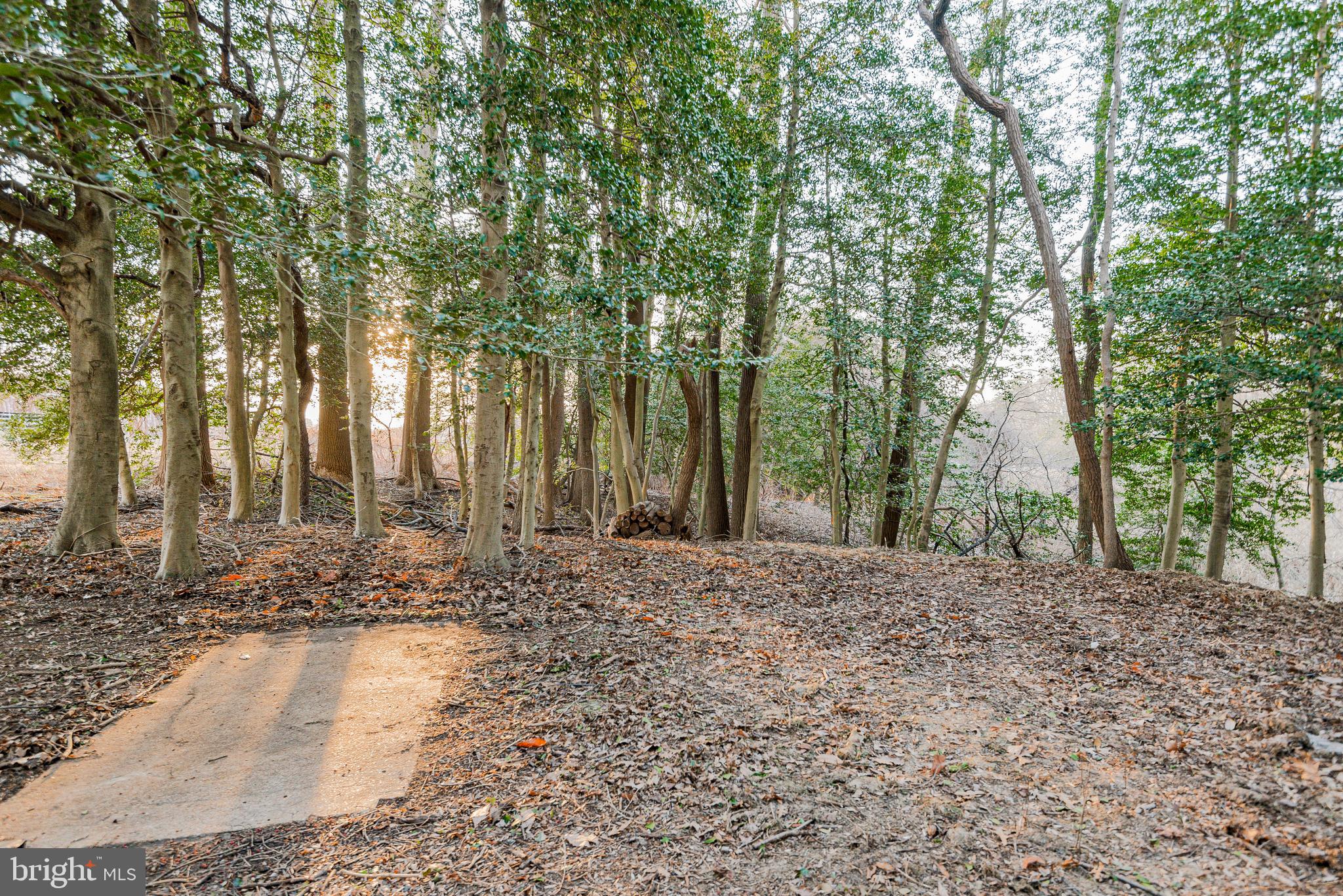 1558 Bay Head Road Annapolis, MD 21409 - Photo 31 of 33 Rear Wooded Backyard