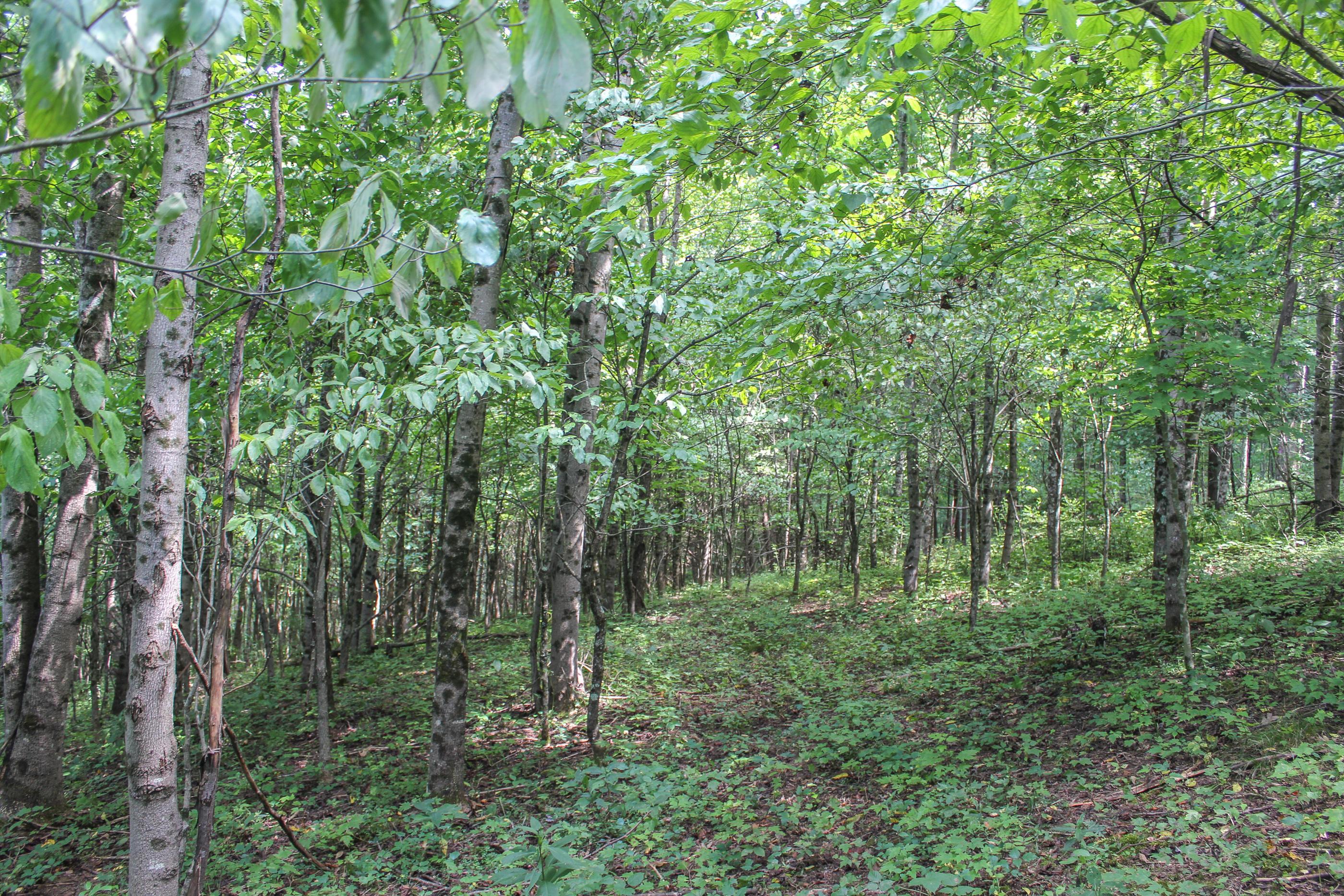 21956 Griffith Road Logan, OH 43138 - Photo 8 of 21