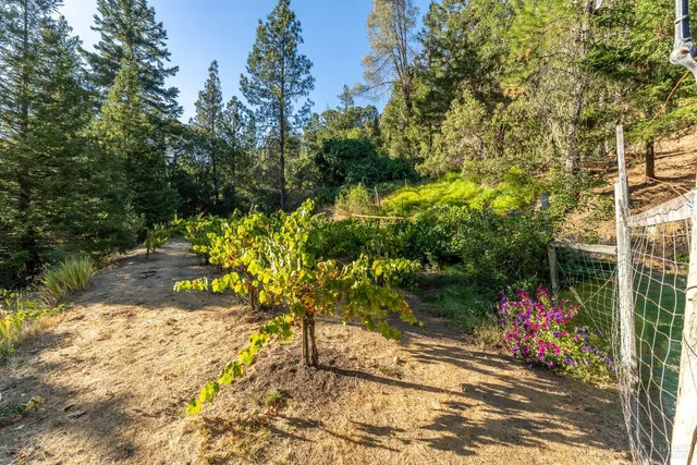 a view of a forest with trees in the background