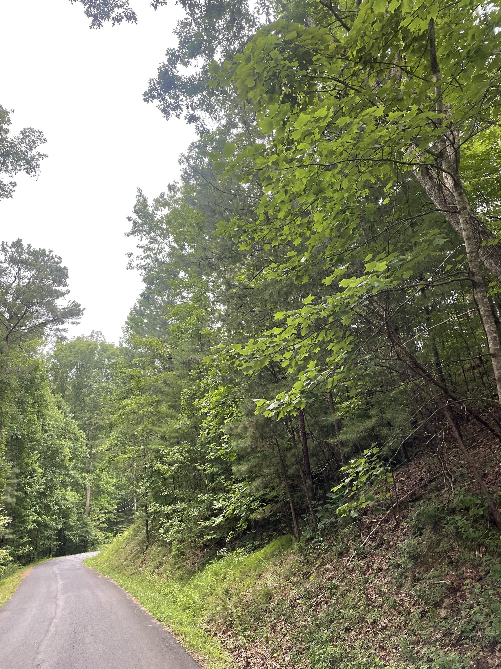 827 Monody Lane Ranger, GA 30734 - Photo 3 of 35 a view of a yard with plants and large trees