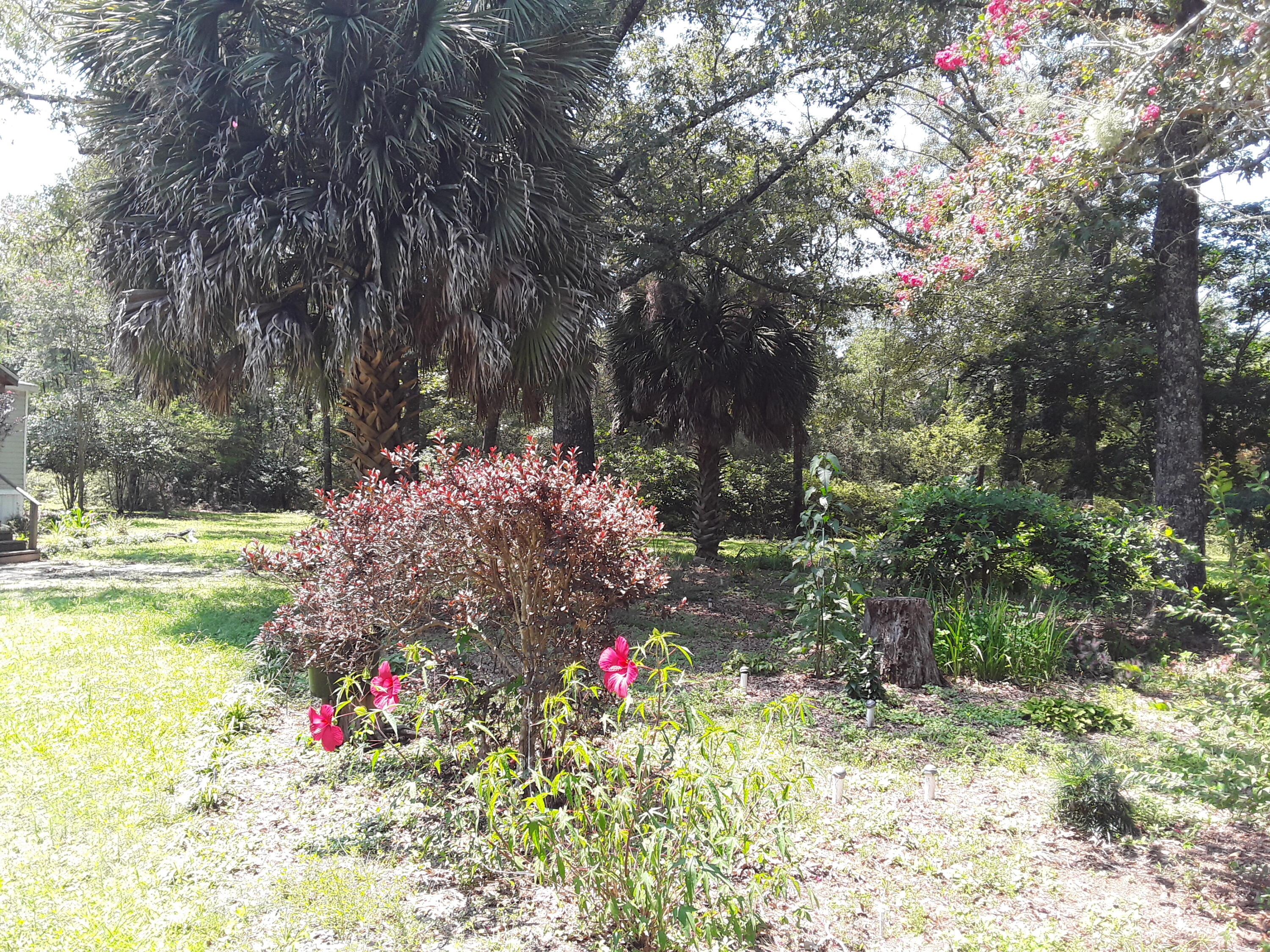 3074 King Lake Road DeFuniak Springs, FL 32433 - Photo 58 of 60 Flowers and Palm Trees